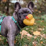 DUCKLINGS_SKU_Harness